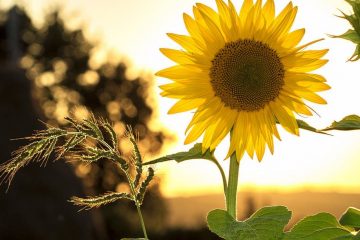 Image: Photo of a sunflower