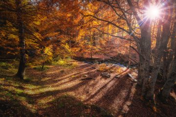 Forest in autumn